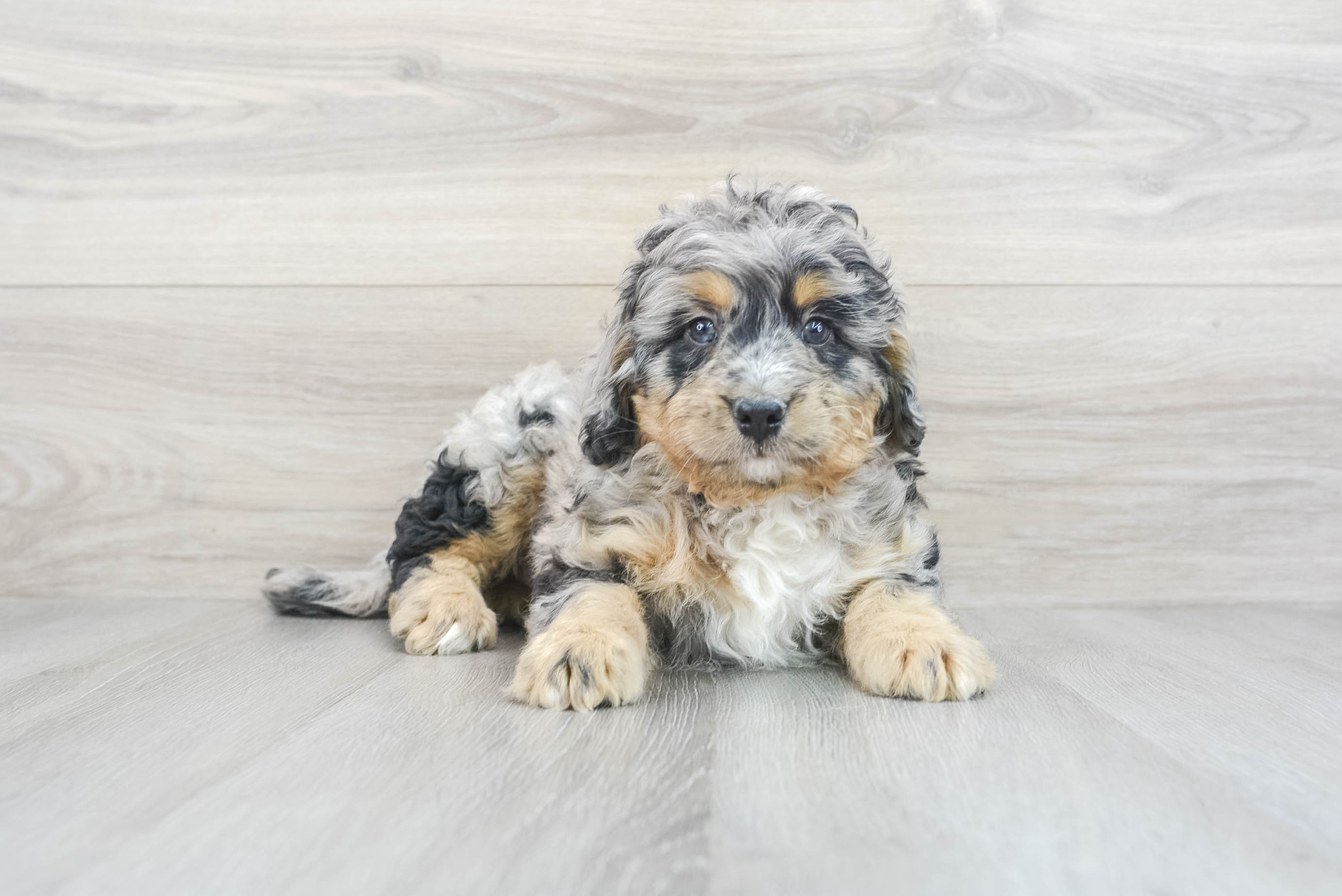 Petite Mini Bernedoodle Poodle Mix Pup