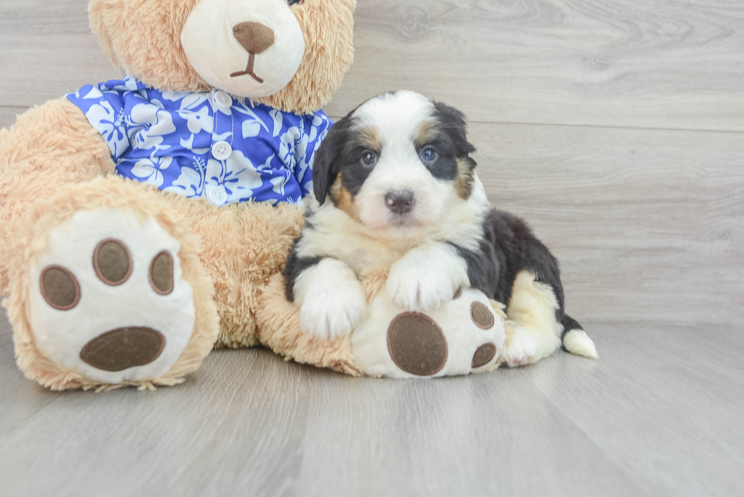 Sweet Mini Bernedoodle Baby