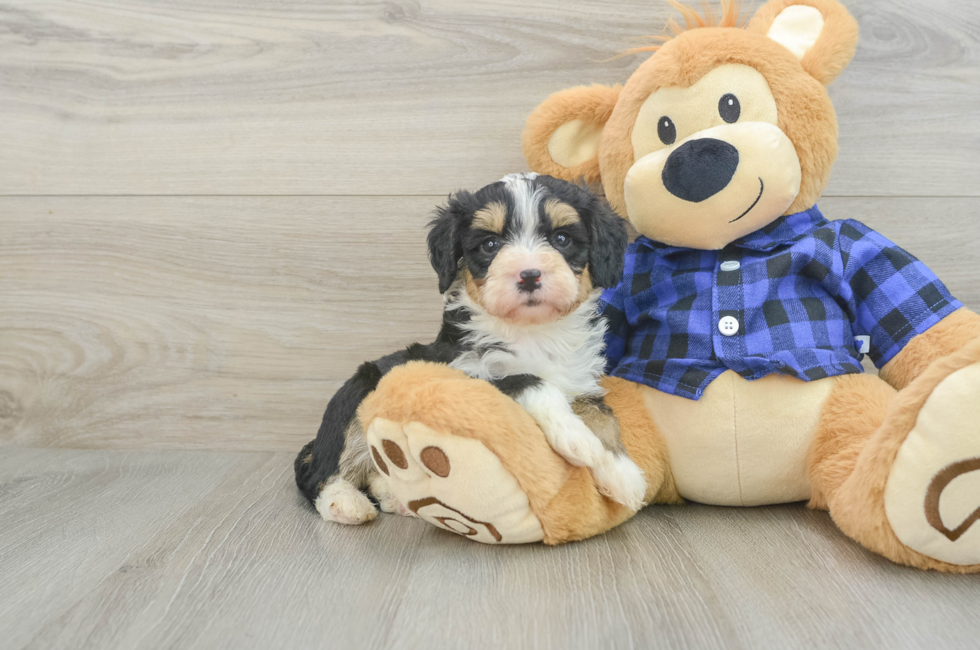 7 week old Mini Bernedoodle Puppy For Sale - Lone Star Pups