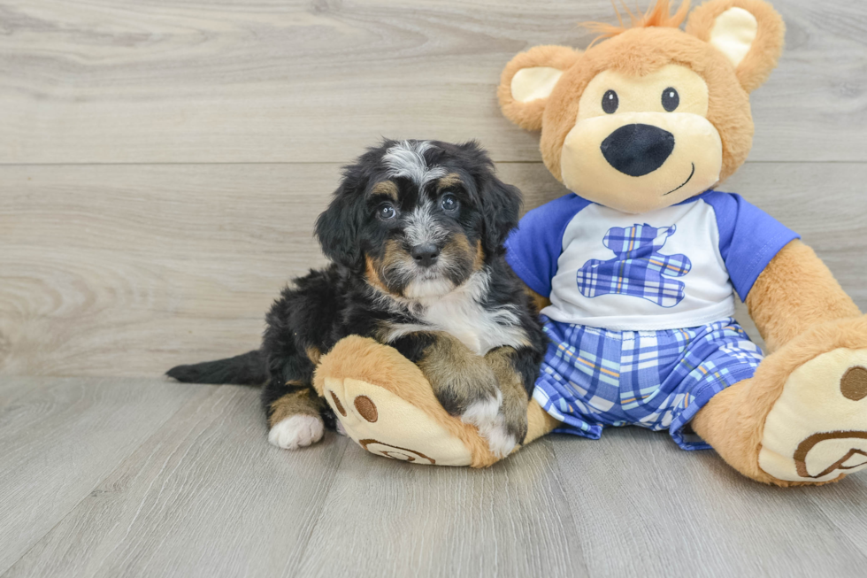 Sweet Mini Bernedoodle Baby