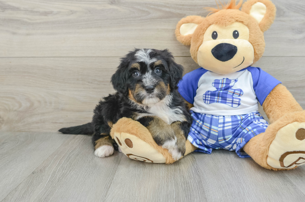 6 week old Mini Bernedoodle Puppy For Sale - Lone Star Pups