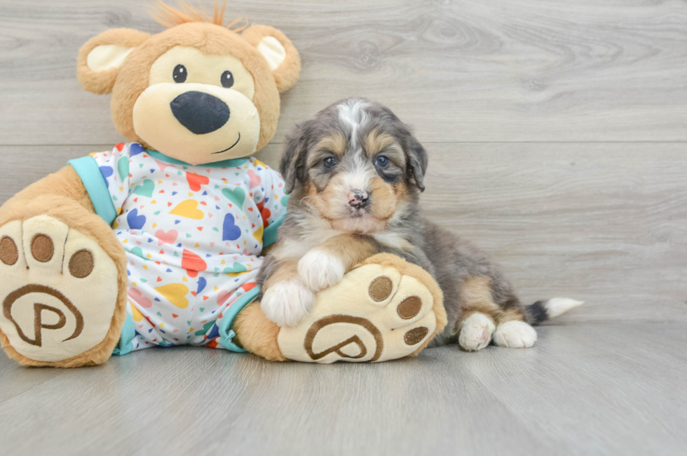 6 week old Mini Bernedoodle Puppy For Sale - Lone Star Pups