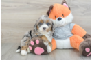 Energetic Mini Bernepoo Poodle Mix Puppy