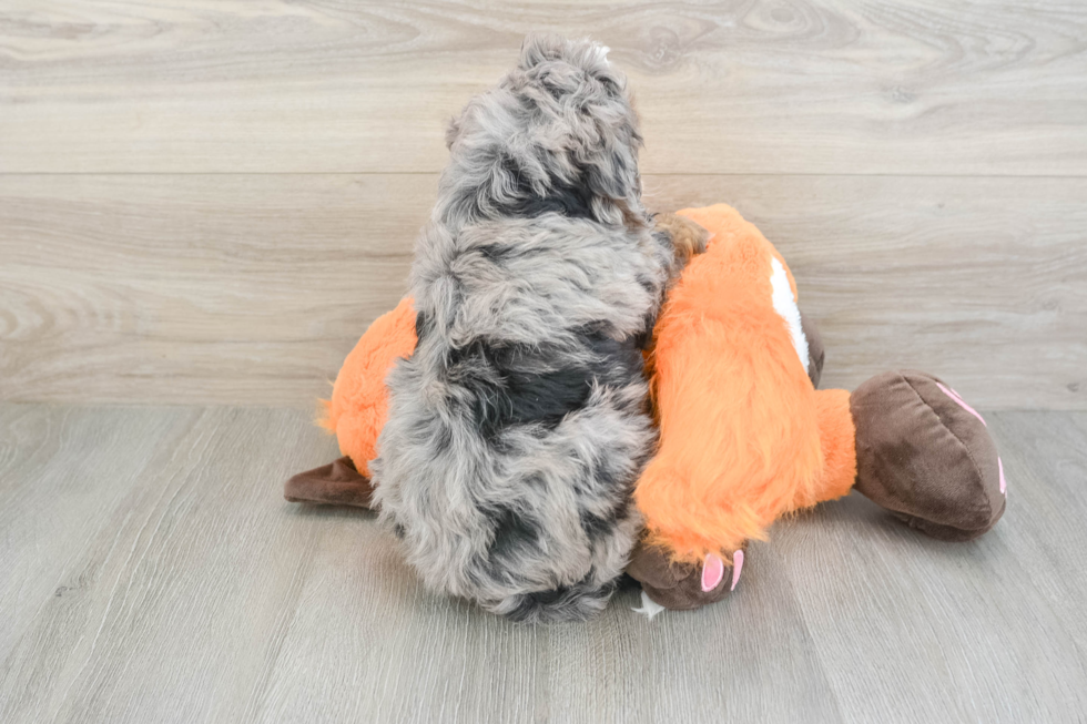 Mini Bernedoodle Pup Being Cute