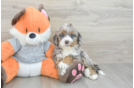 Little Bernadoodle Poodle Mix Puppy