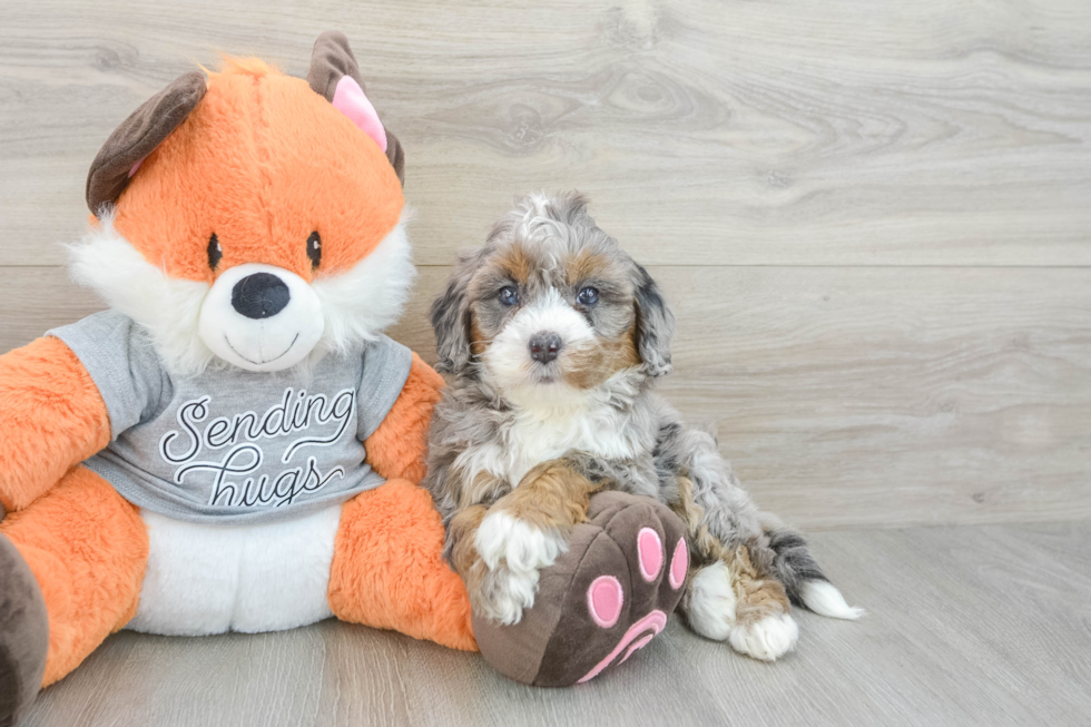 Little Bernadoodle Poodle Mix Puppy