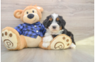 Mini Bernedoodle Puppy for Adoption