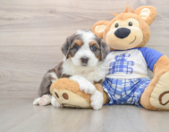 5 week old Mini Bernedoodle Puppy For Sale - Lone Star Pups
