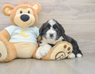 5 week old Mini Bernedoodle Puppy For Sale - Lone Star Pups