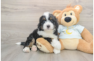 Funny Mini Bernedoodle Poodle Mix Pup