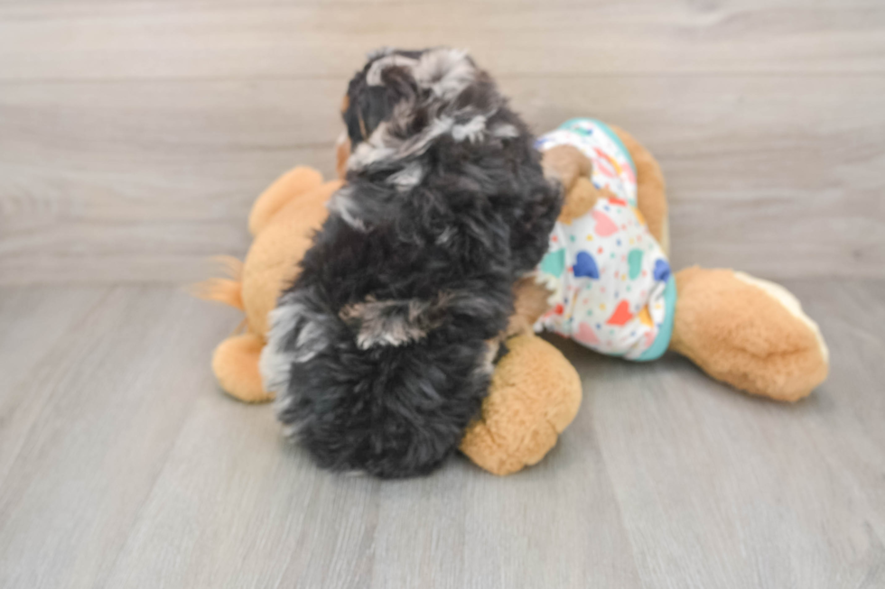 Smart Mini Bernedoodle Poodle Mix Pup