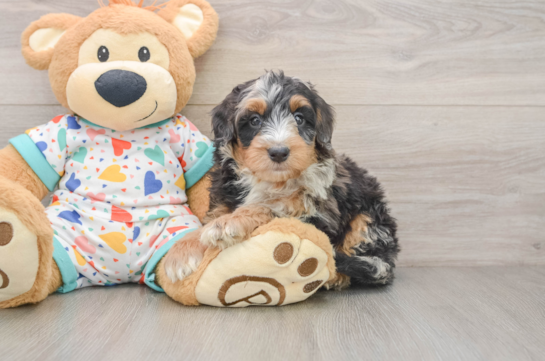Mini Bernedoodle Puppy for Adoption