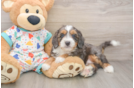 Best Mini Bernedoodle Baby