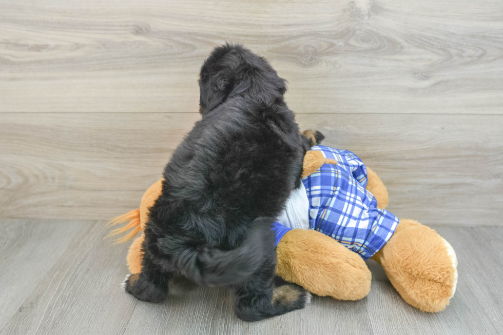 Best Mini Bernedoodle Baby