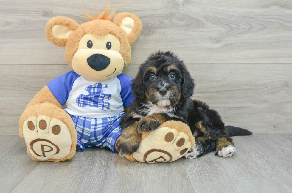 6 week old Mini Bernedoodle Puppy For Sale - Lone Star Pups