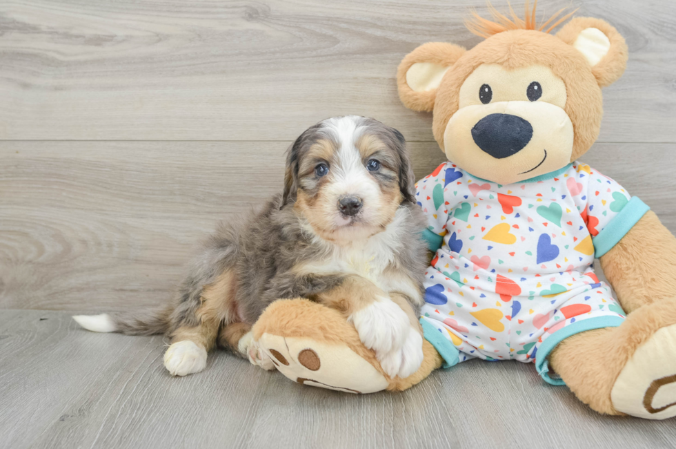 6 week old Mini Bernedoodle Puppy For Sale - Lone Star Pups