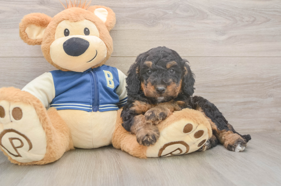 5 week old Mini Bernedoodle Puppy For Sale - Lone Star Pups