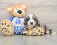 5 week old Mini Bernedoodle Puppy For Sale - Lone Star Pups
