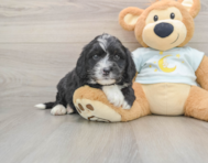 5 week old Mini Bernedoodle Puppy For Sale - Lone Star Pups