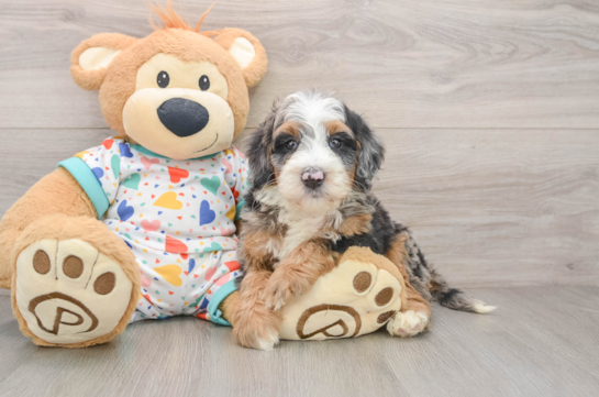 LANDON, a Mini Bernedoodle littermate