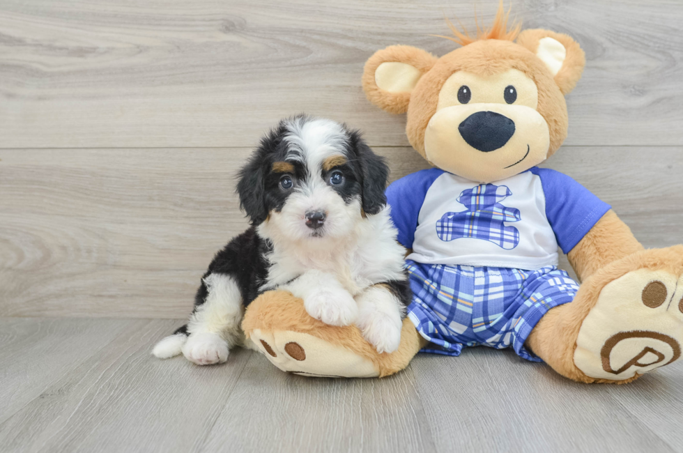 6 week old Mini Bernedoodle Puppy For Sale - Lone Star Pups