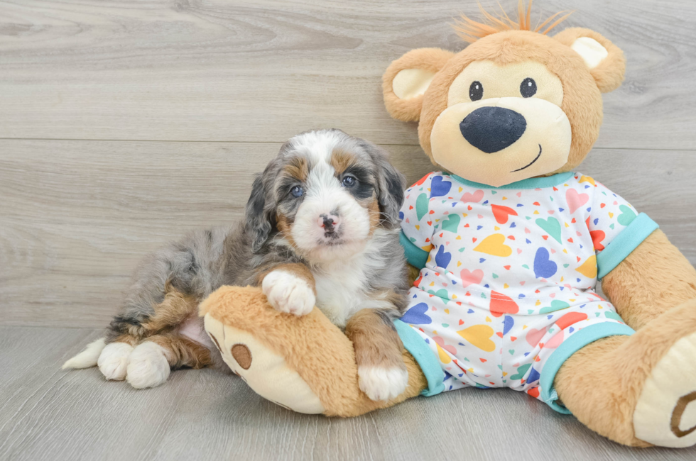 6 week old Mini Bernedoodle Puppy For Sale - Lone Star Pups