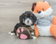 8 week old Mini Bernedoodle Puppy For Sale - Lone Star Pups