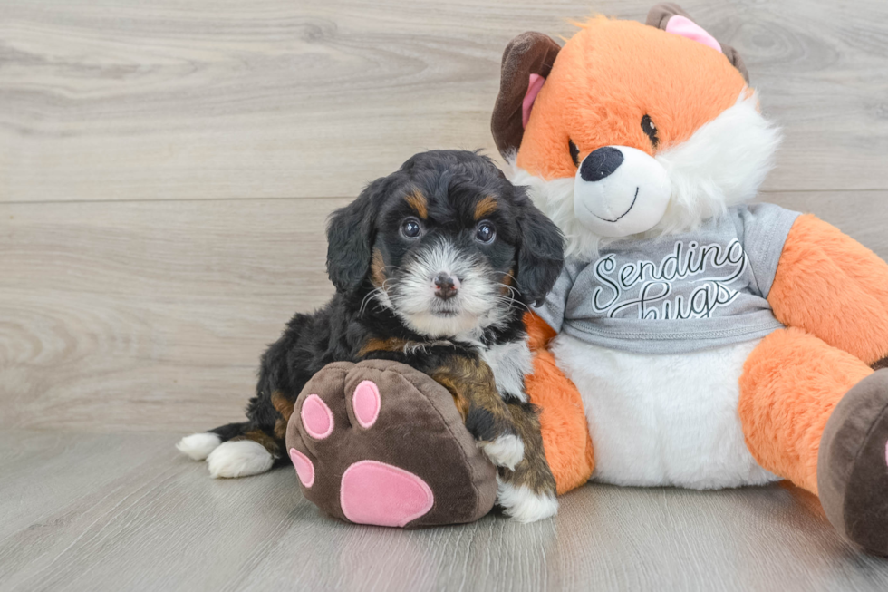 Best Mini Bernedoodle Baby