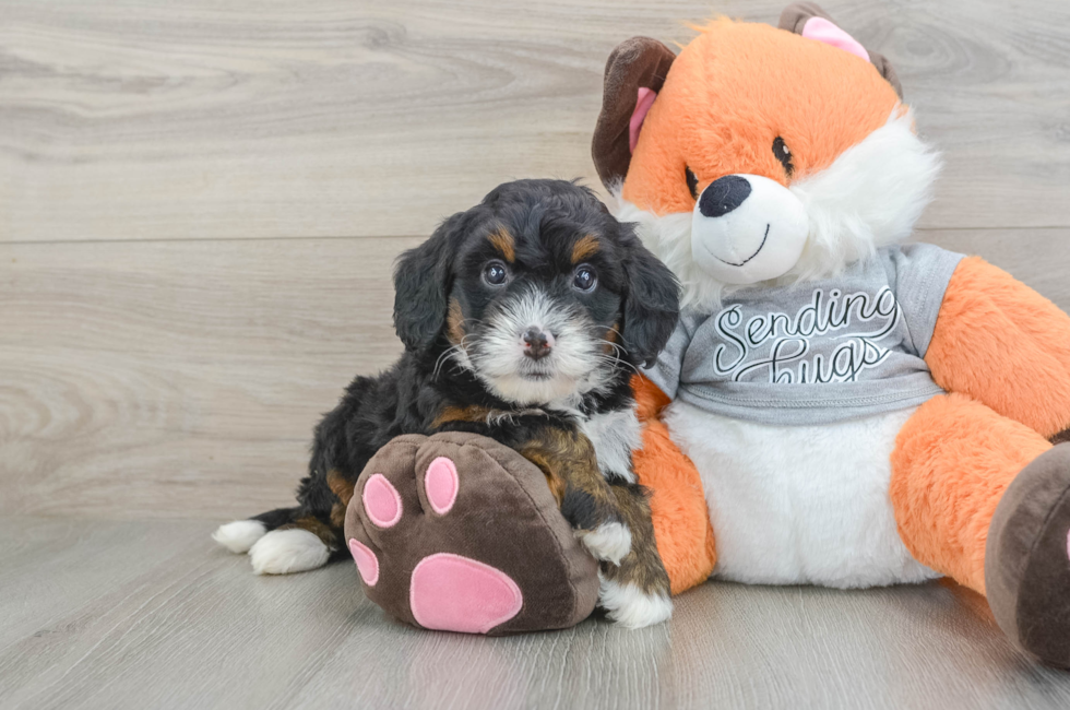 6 week old Mini Bernedoodle Puppy For Sale - Lone Star Pups