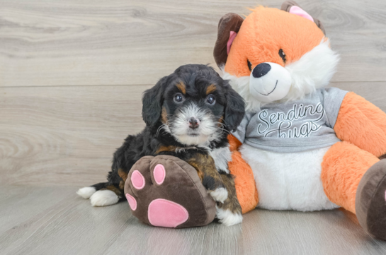 Best Mini Bernedoodle Baby
