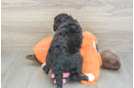 Friendly Mini Bernedoodle Baby