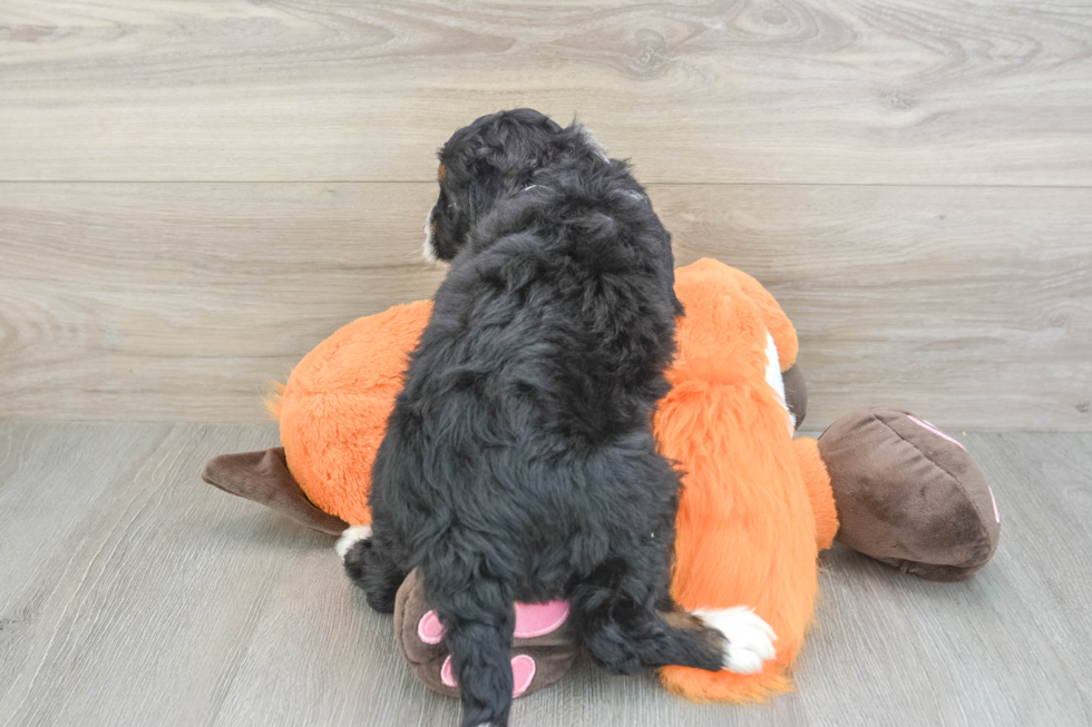 Friendly Mini Bernedoodle Baby