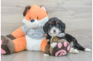 Mini Bernedoodle Puppy for Adoption