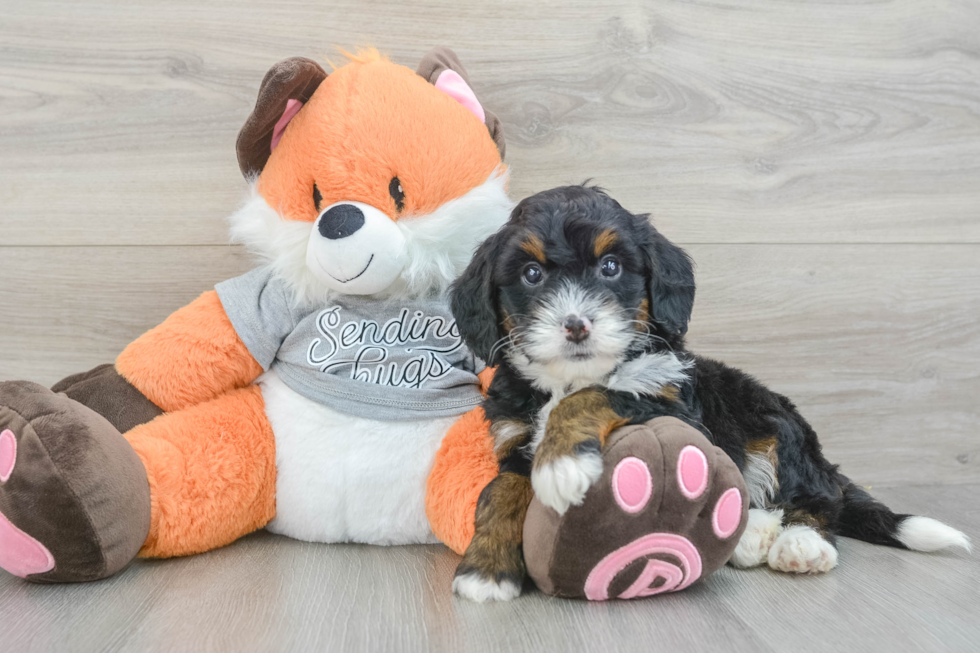 Mini Bernedoodle Puppy for Adoption