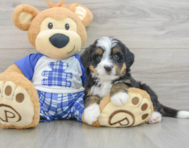8 week old Mini Bernedoodle Puppy For Sale - Lone Star Pups