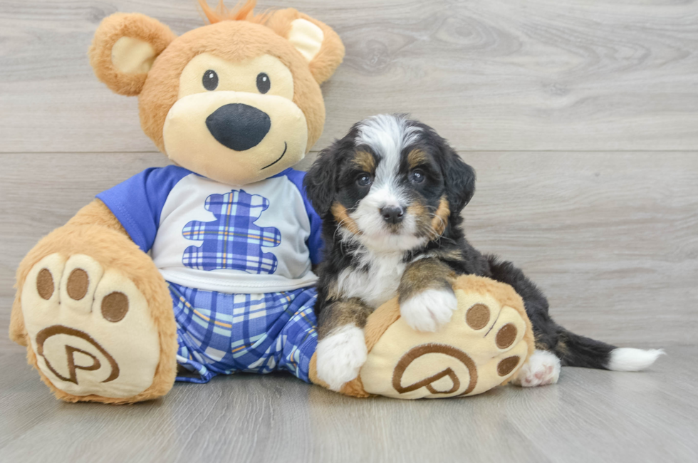 7 week old Mini Bernedoodle Puppy For Sale - Lone Star Pups