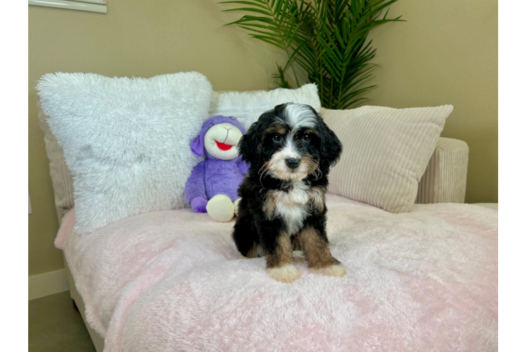 Cute Mini Bernedoodle Poodle Mix Pup