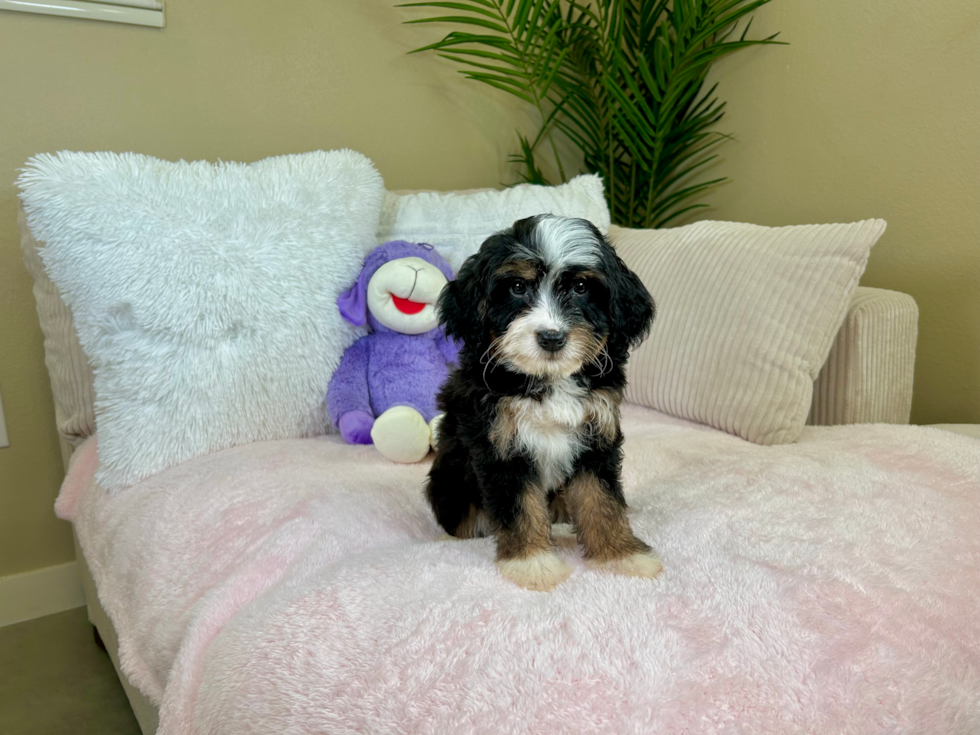 Cute Mini Bernedoodle Poodle Mix Pup