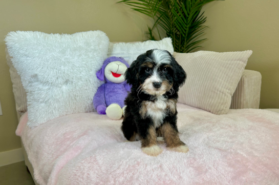 Cute Mini Bernedoodle Poodle Mix Pup