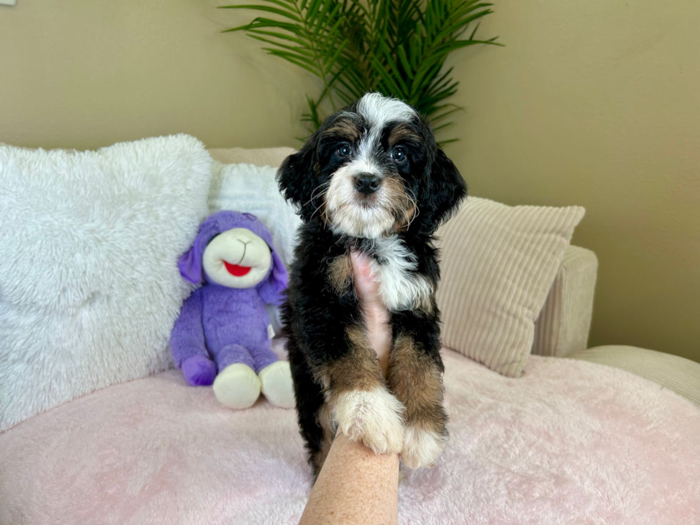 Cute Bernadoodle Poodle Mix Puppy