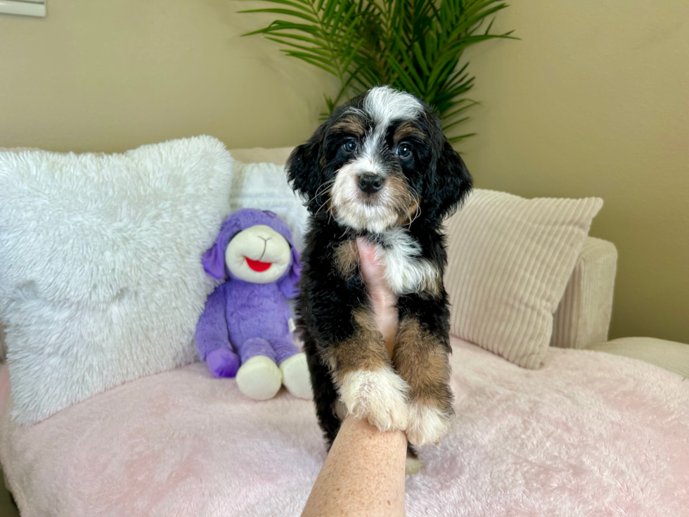 Cute Mini Bernesedoodle Poodle Mix Puppy