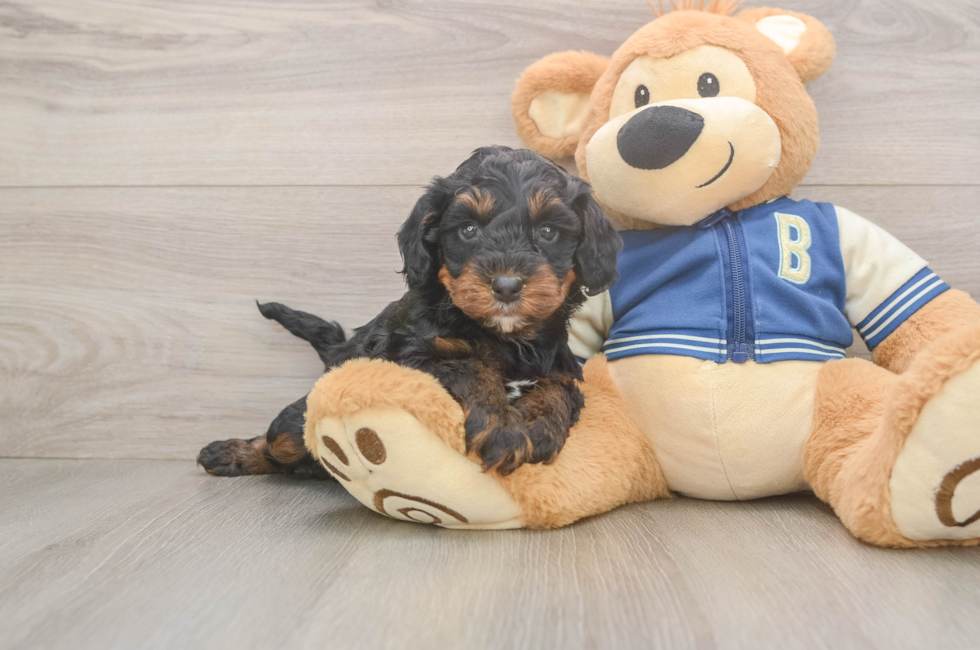 5 week old Mini Bernedoodle Puppy For Sale - Lone Star Pups