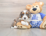 6 week old Mini Bernedoodle Puppy For Sale - Lone Star Pups