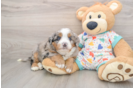 Mini Bernedoodle Puppy for Adoption