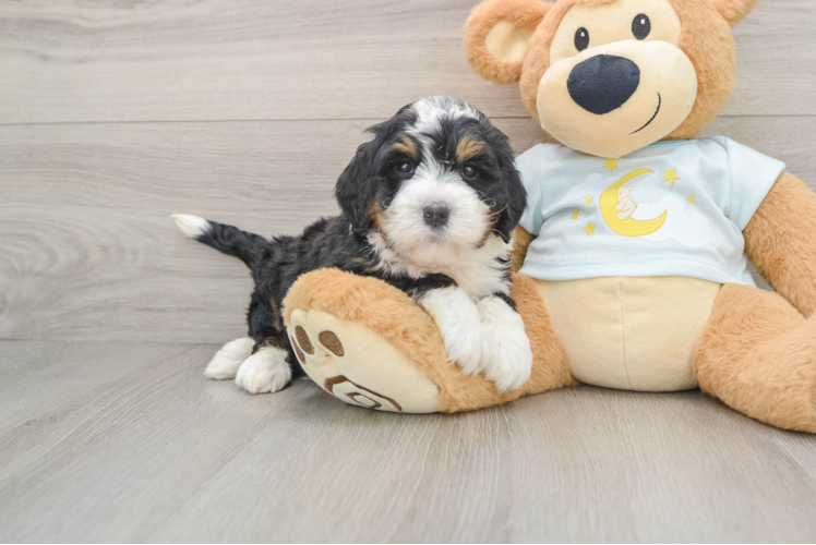 Best Mini Bernedoodle Baby