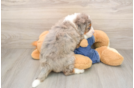Energetic Mini Bernese Poodle Poodle Mix Puppy