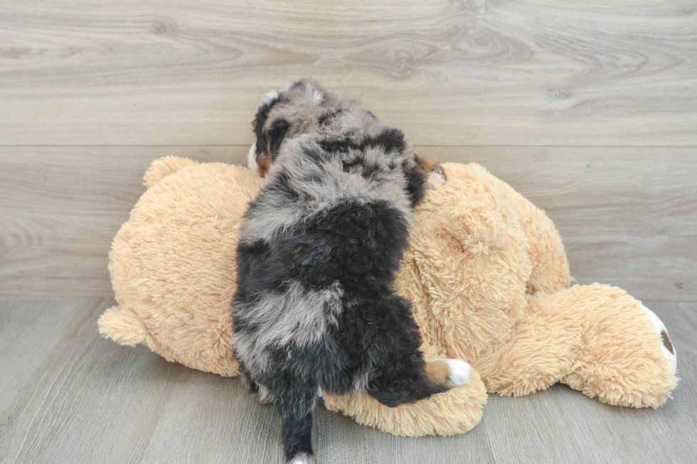 Fluffy Mini Bernedoodle Poodle Mix Pup