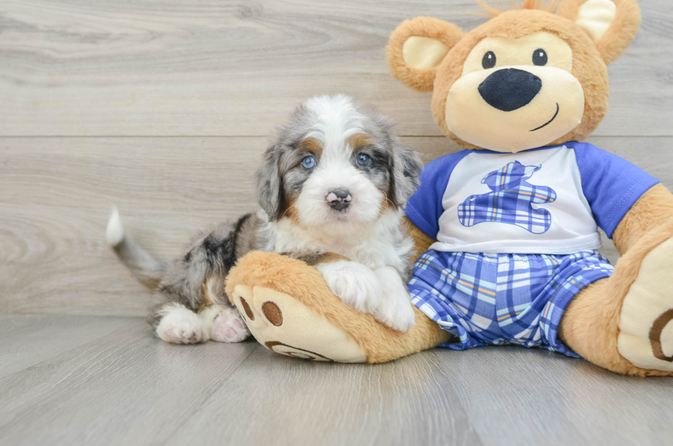 6 week old Mini Bernedoodle Puppy For Sale - Lone Star Pups