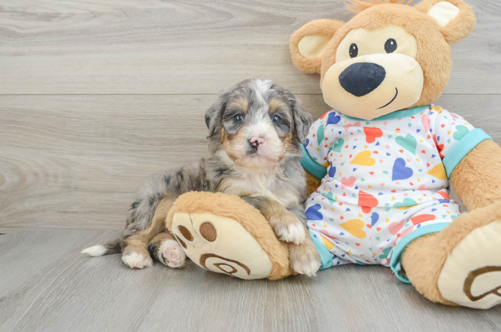 6 week old Mini Bernedoodle Puppy For Sale - Lone Star Pups