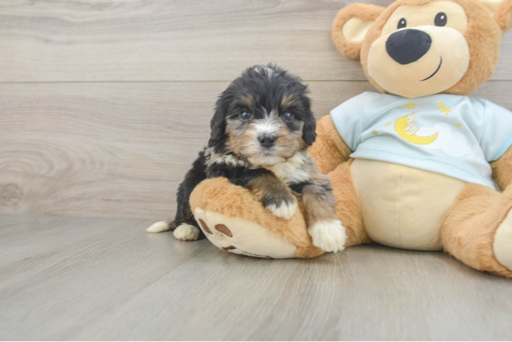 Mini Bernedoodle Pup Being Cute